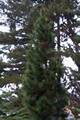 Pinus cembra Tatra IMG_8843 Sosna limba